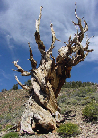 Bristlecone pinetree nickednamed Methuselah.